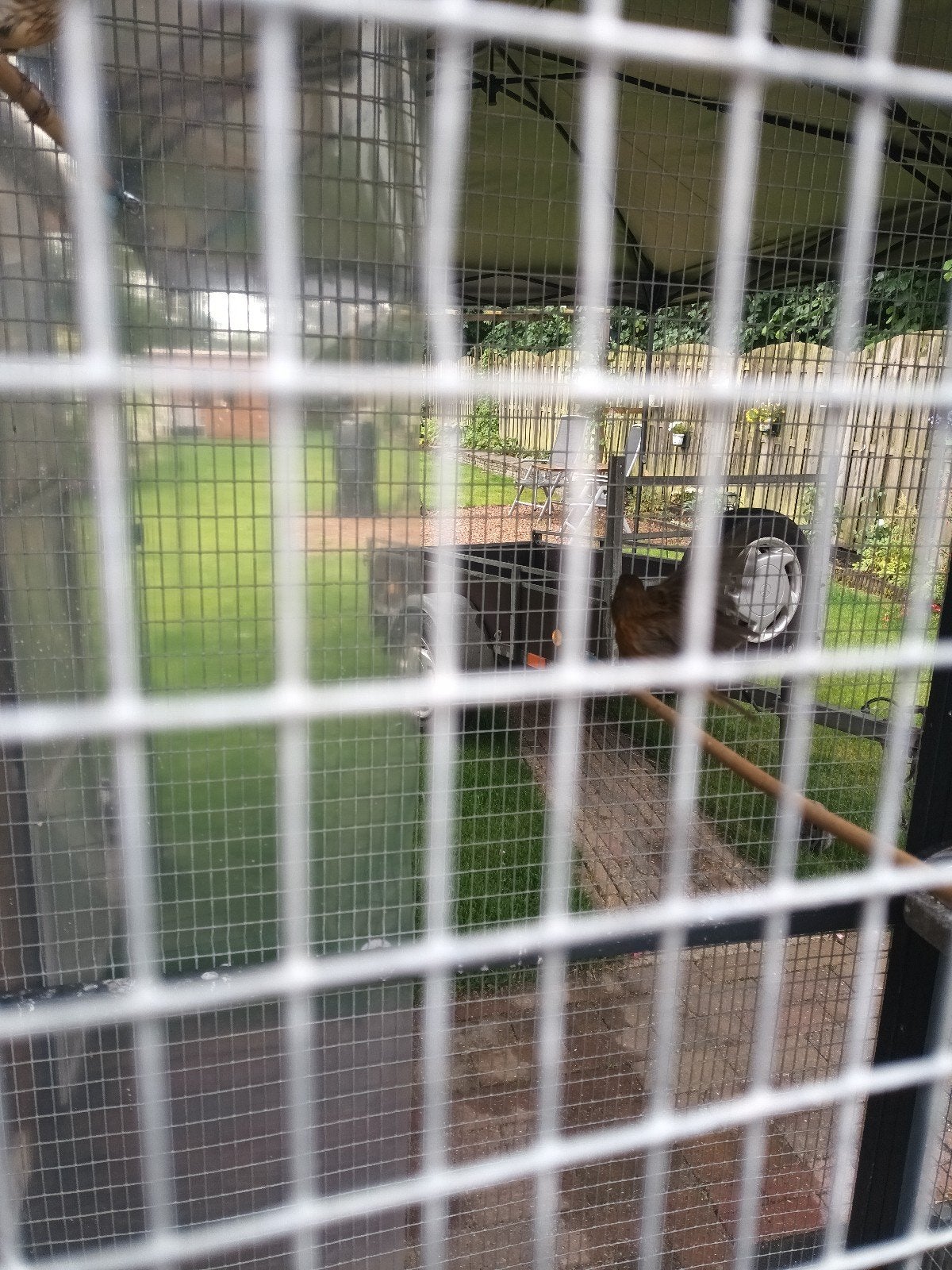 kanaries, Dieren en Toebehoren, Meerdere dieren