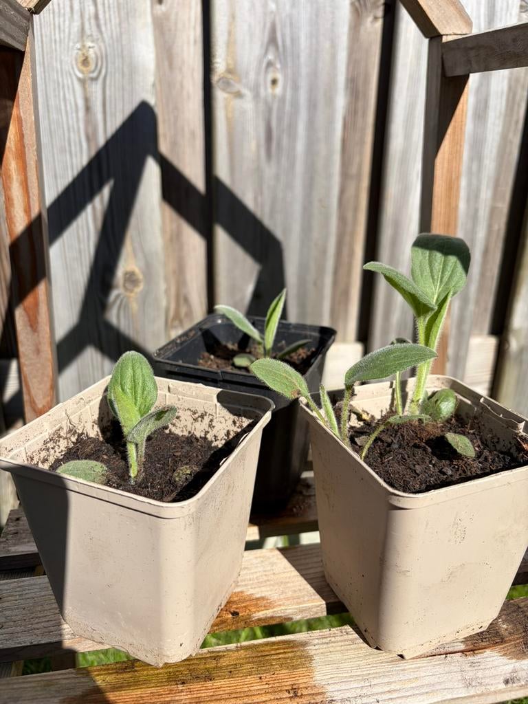 Groot aantal gele zonnehoed stekken, Volle zon, Vaste plant, Zomer, Ophalen