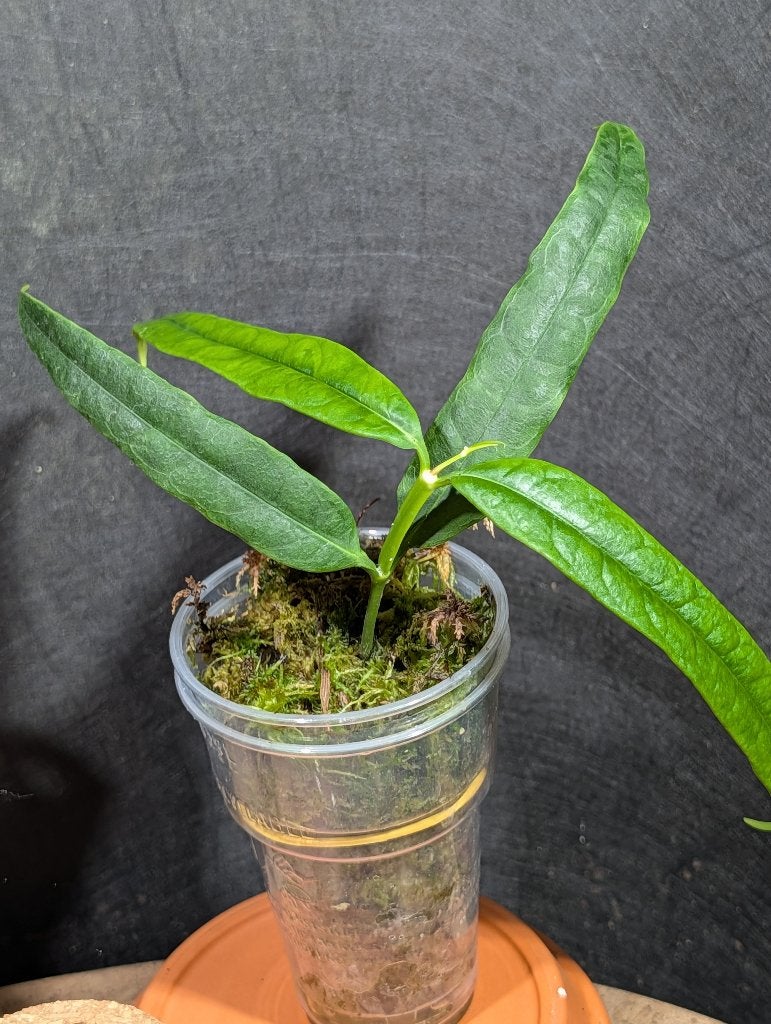 Hoya Platycaulis, Overige soorten, Minder dan 100 cm, Bloeiende kamerplant, Halfschaduw