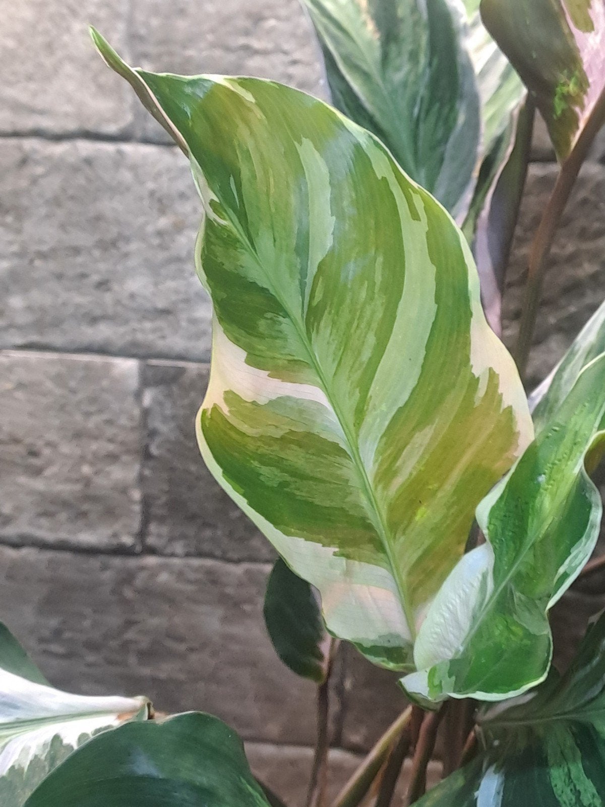 Calathea White Fusion, Ophalen of Verzenden, Halfschaduw, Minder dan 100 cm