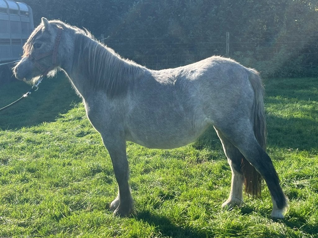 Twee anderhalfjarige A merries, Merrie, A pony (tot 1.17m), Met stamboom, 0 tot 2 jaar