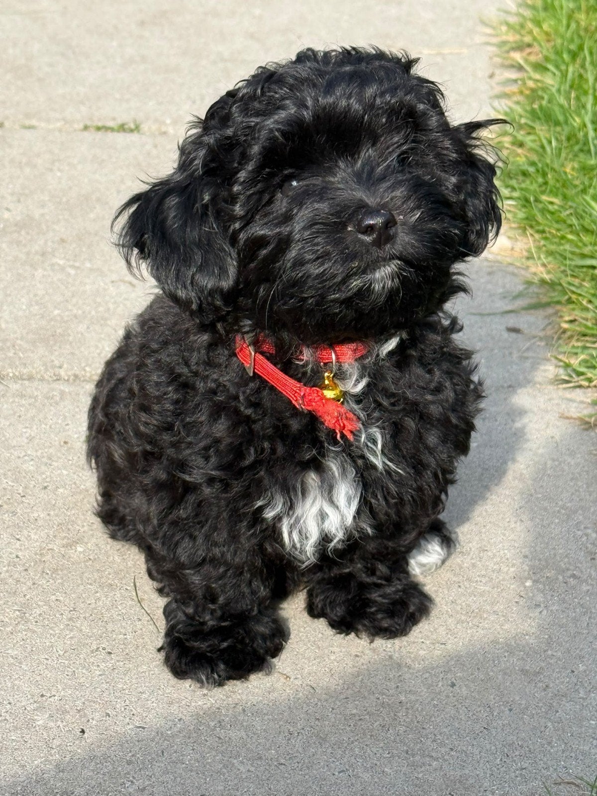maltipoo teefje, Overige rassen, 8 tot 15 weken, Teef, Eén hond