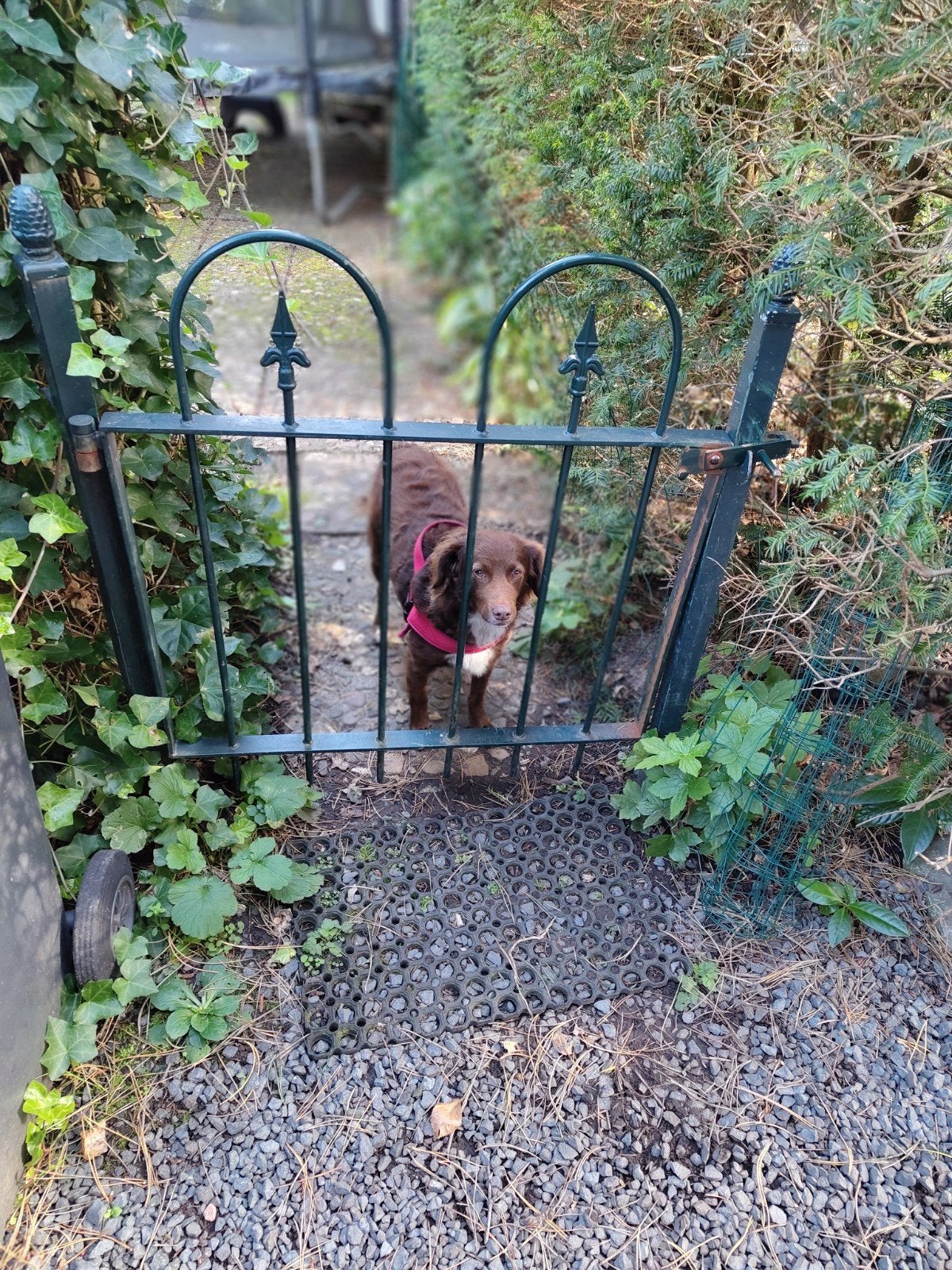 gietijzeren tuinhekje met poort, Tuin en Terras, Ophalen, Met poort, Gebruikt, Tuinhek