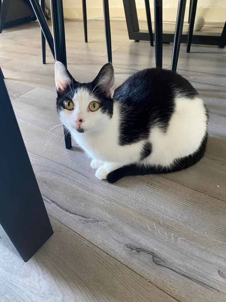 Kittens, Dieren en Toebehoren, Katten en Kittens | Overige Katten, Poes, Kortharig, 0 tot 2 jaar