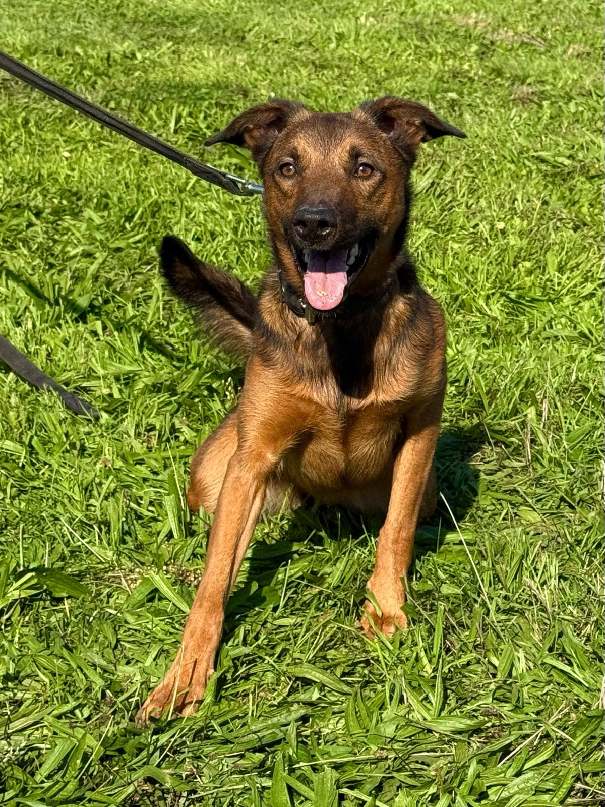 Lieve, energieke Mechelse herder kruising te koop, 1 tot 2 jaar, Teef, Eén hond, CDV (hondenziekte)