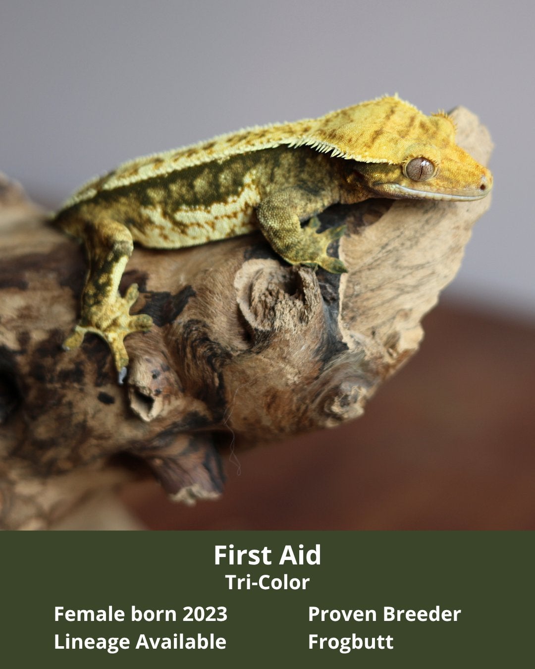 Mooie Tri-Color Wimpergekko vrouw 0.1 Crested Gecko - female for sale from MaRa81
