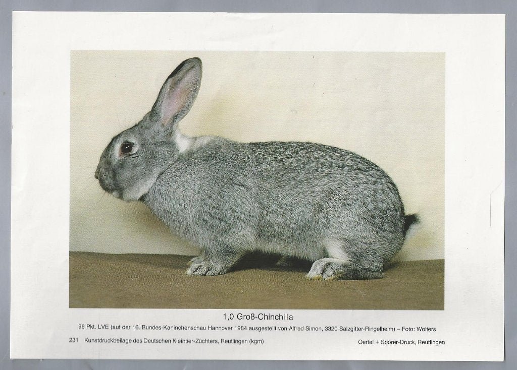 Vintage Konijnen Rassen. Platen - Große Chinchilla, Ophalen of Verzenden, Gebruikt, Overige soorten, Overige typen