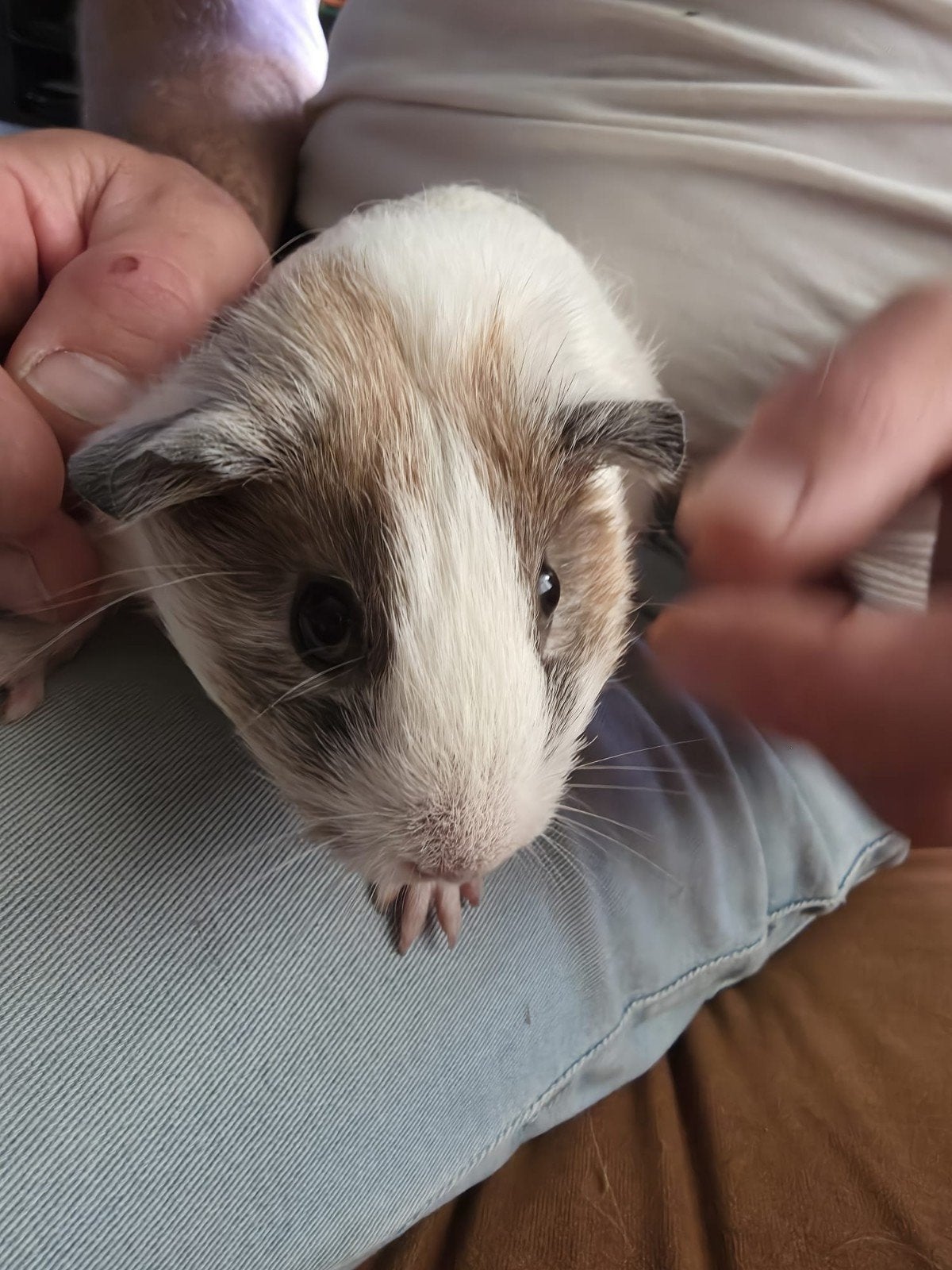 Cavia, April, Vrouwelijk, Cavia