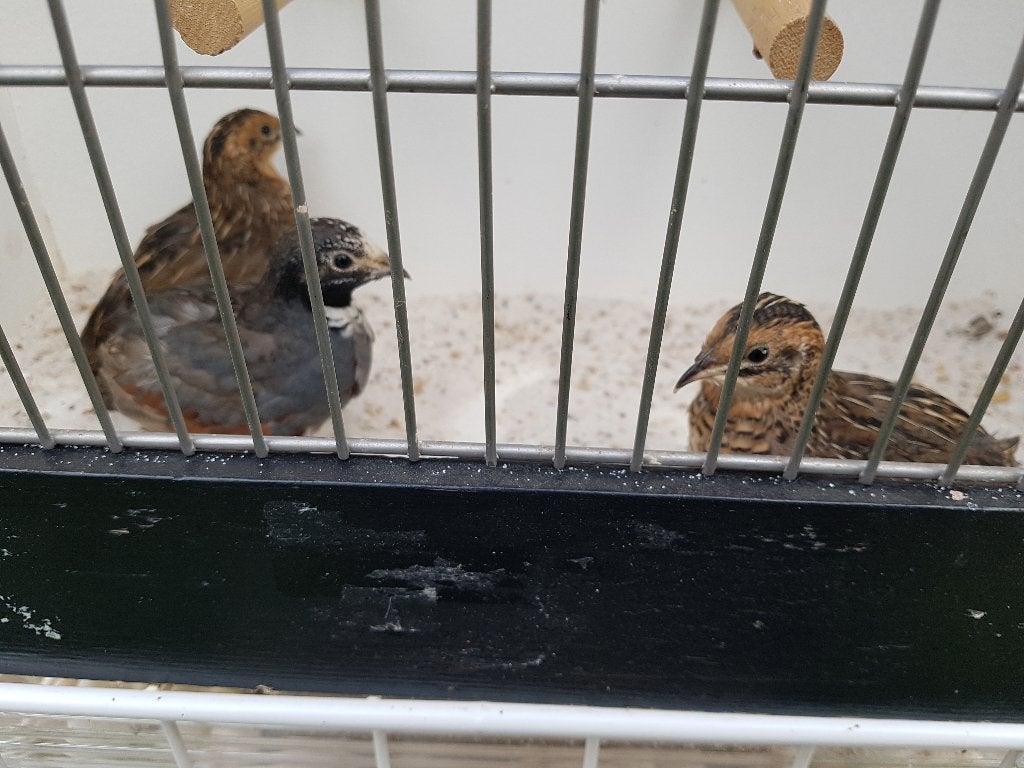 Chinese kwartels, Meerdere dieren, Tropenvogel