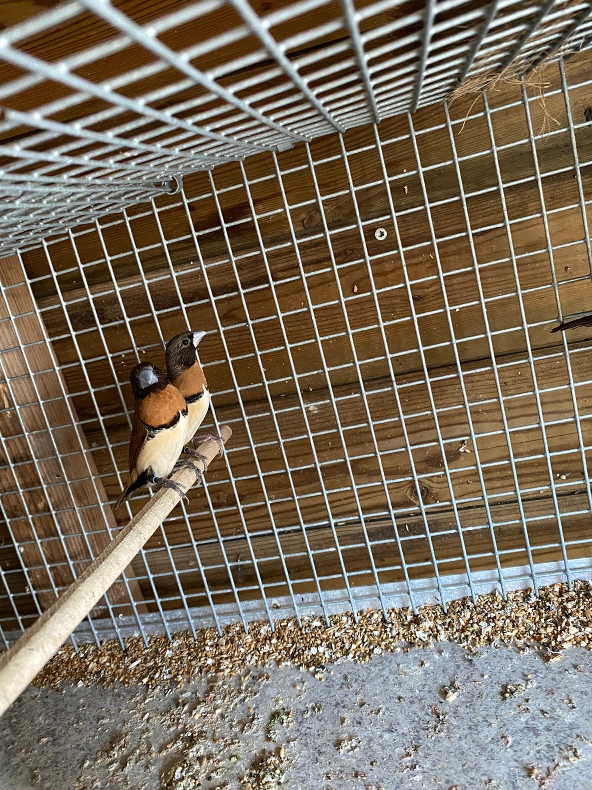 Bruinborst rietvink, Meerdere dieren, Geringd