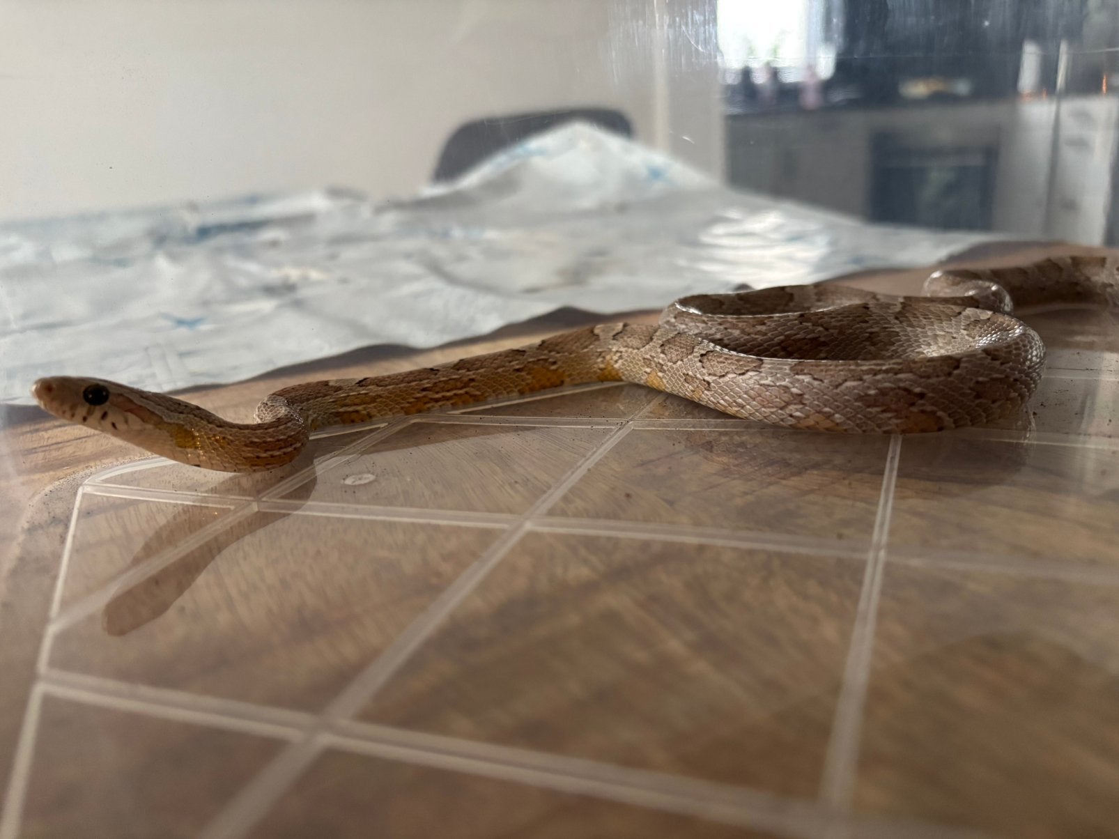 Vrouwelijke rattenslang te koop Rat Snake photo 3