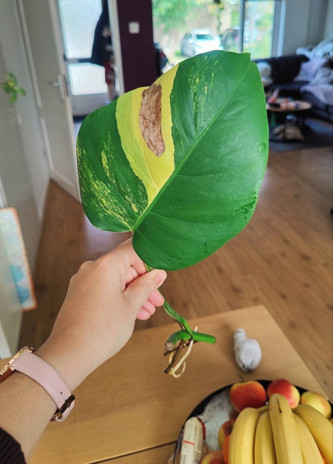 Monstera Aurea yellow variegata stek, Ophalen, Halfschaduw, Minder dan 100 cm