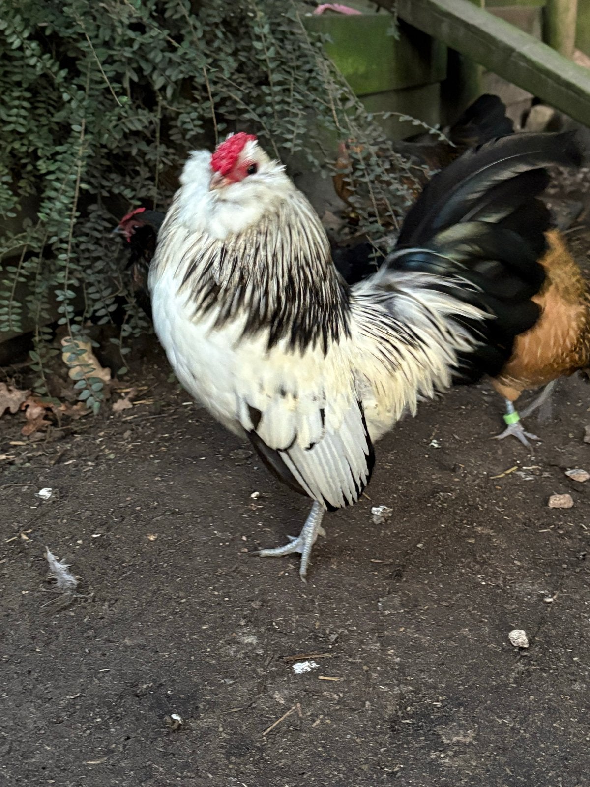 Witte antwerpse baardkriel haan, Dieren en Toebehoren, Pluimvee, Mannelijk, Kip
