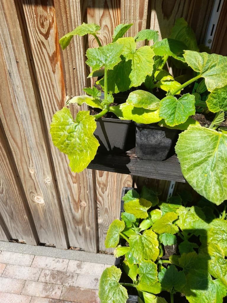 Courgette planten NU, Ophalen, Eenjarig, Groenteplanten, Volle zon