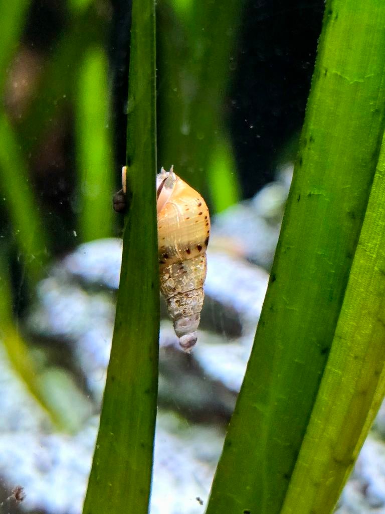 Maleisische torenslak, Dieren en Toebehoren, Vissen | Aquariumvissen, Slak of Weekdier