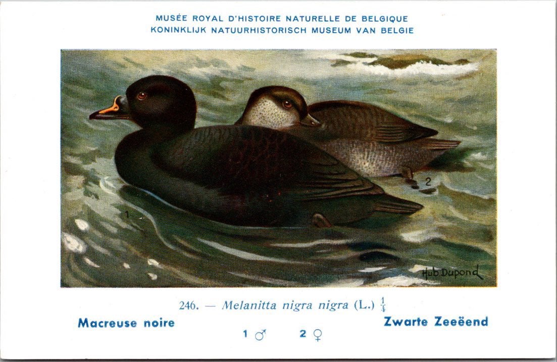Zwarte Zee-eend / Black Scoter – Nº 246 – (KBIN / IRSNB), Verzamelen, Verzenden, 1940 tot 1960, Ongelopen, Vogel