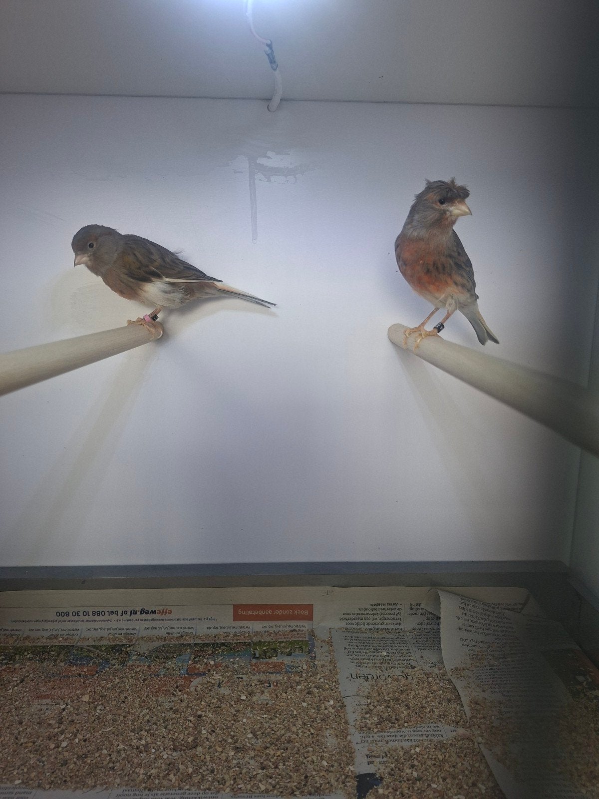 Harlekijn kanarie Poppen, Dieren en Toebehoren, Vogels | Kanaries, Vrouwelijk, Kleurkanarie