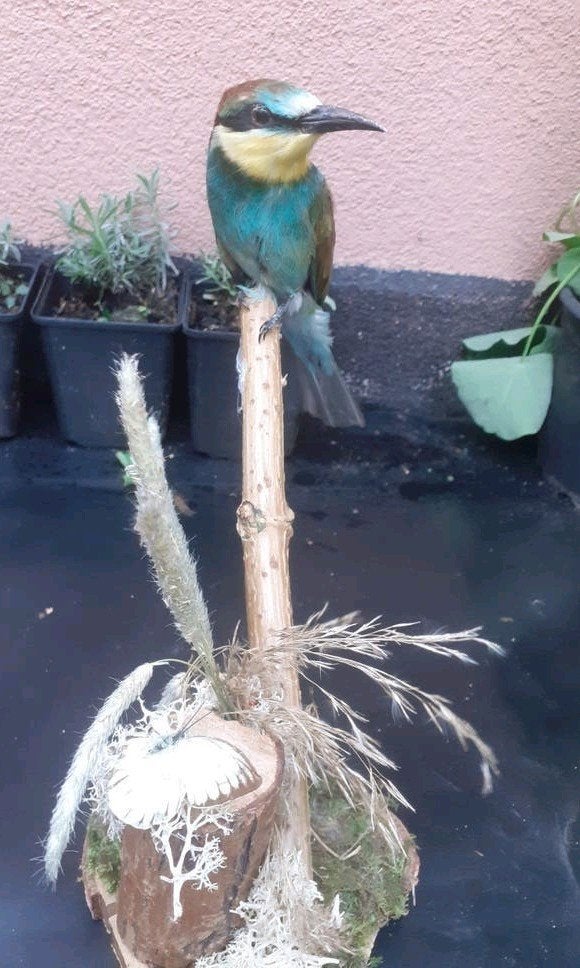 Opgezette Europese Bijeneter (Merops apiaster) Taxidermie, Ophalen of Verzenden, Nieuw, Vogel, Opgezet dier