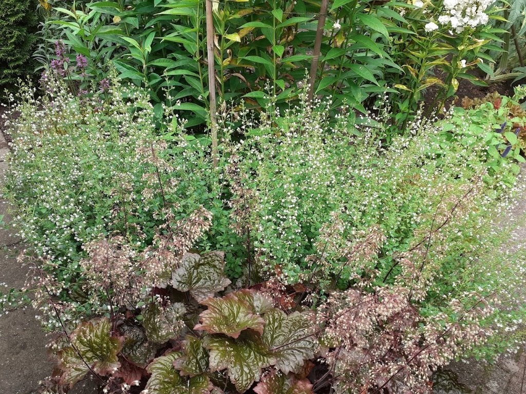 Steentijm, calamintha nepeta, Ophalen, Vaste plant, Overige soorten, Volle zon