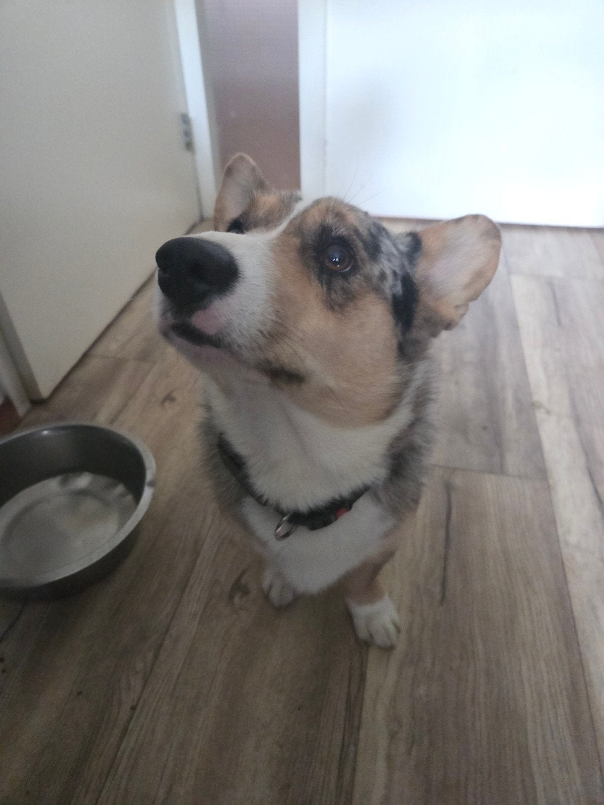 Mooie Welsh Corgi Cardigan reu., Dieren en Toebehoren, Reu, 1 tot 2 jaar, Eén hond, CDV (hondenziekte)