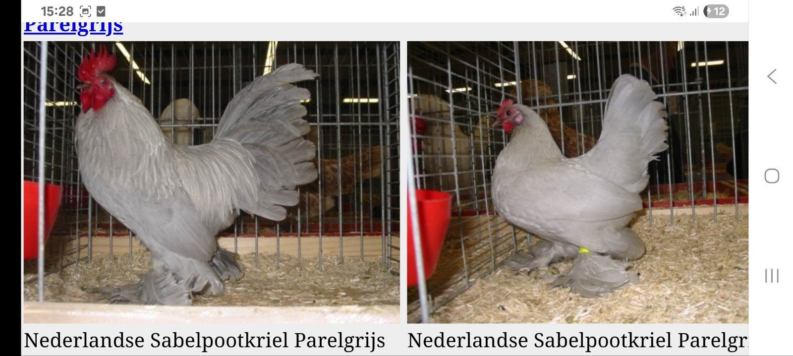 gezocht broedeieren sabelpootkriel, Meerdere dieren, Kip