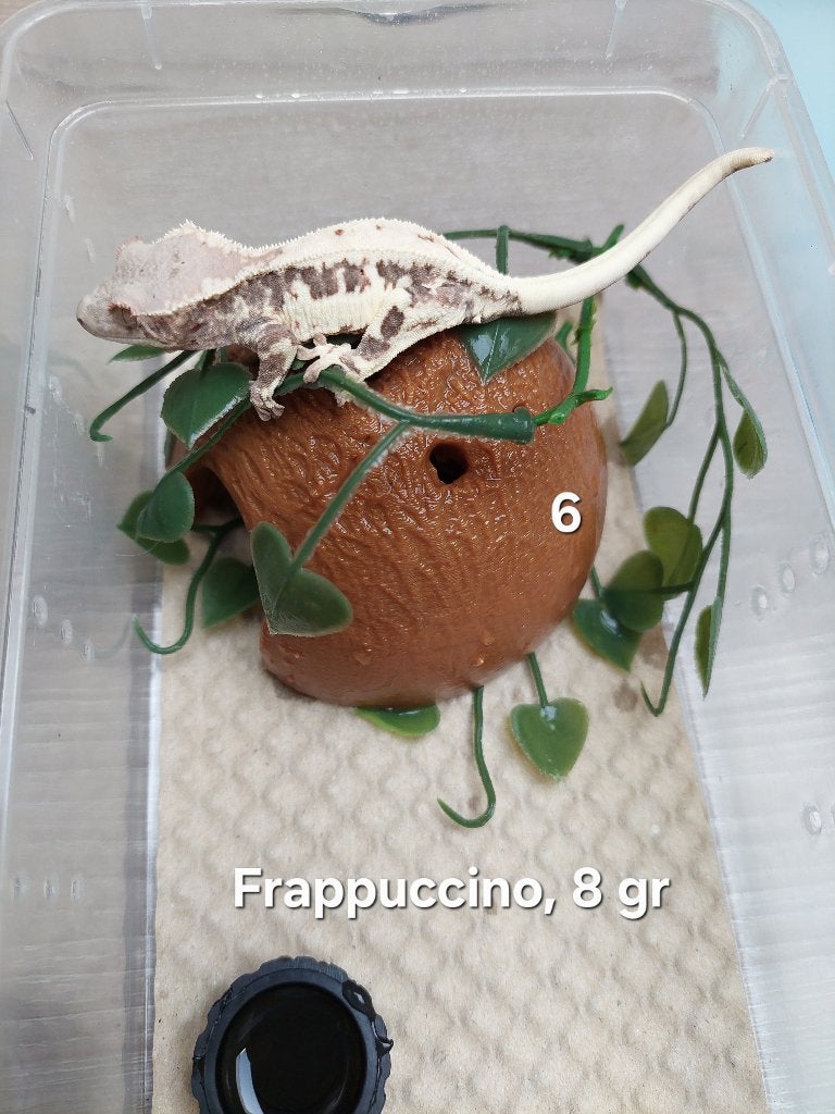 Wimpergekko Frappuccino, Dieren en Toebehoren, Hagedis, 0 tot 2 jaar