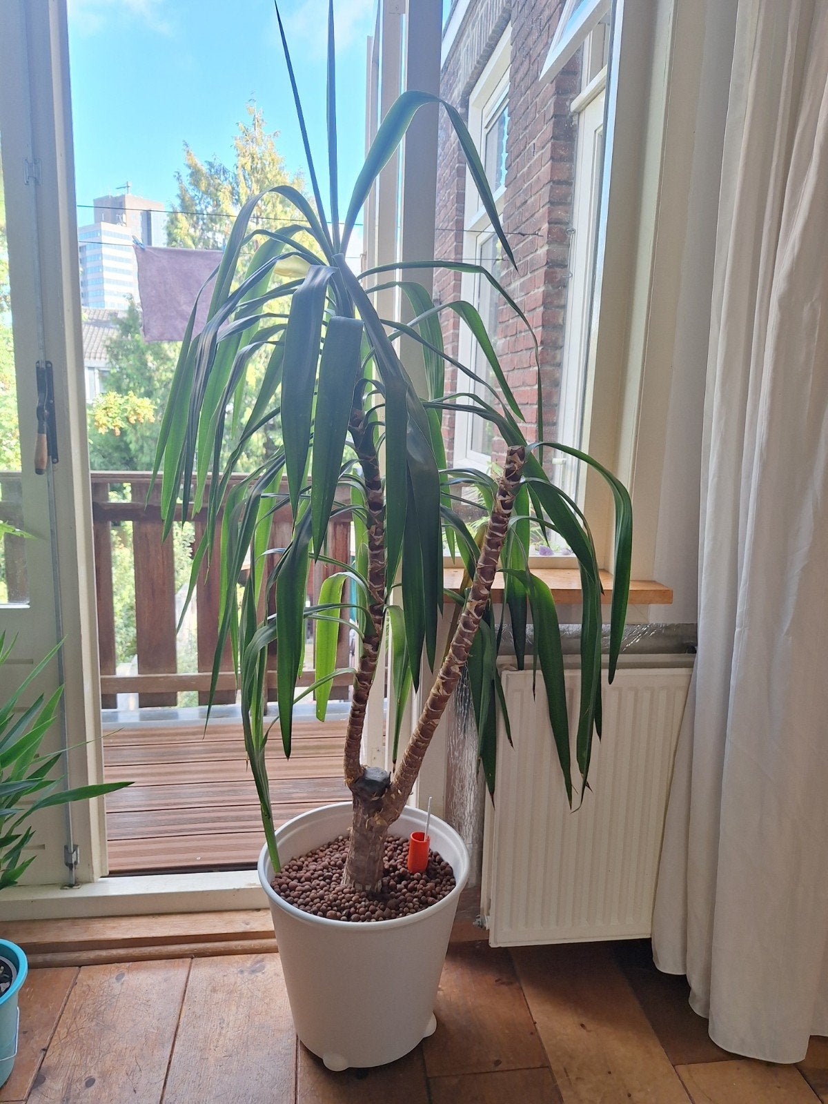 grote yucca kamerplant, Ophalen, Palm, Halfschaduw, In pot