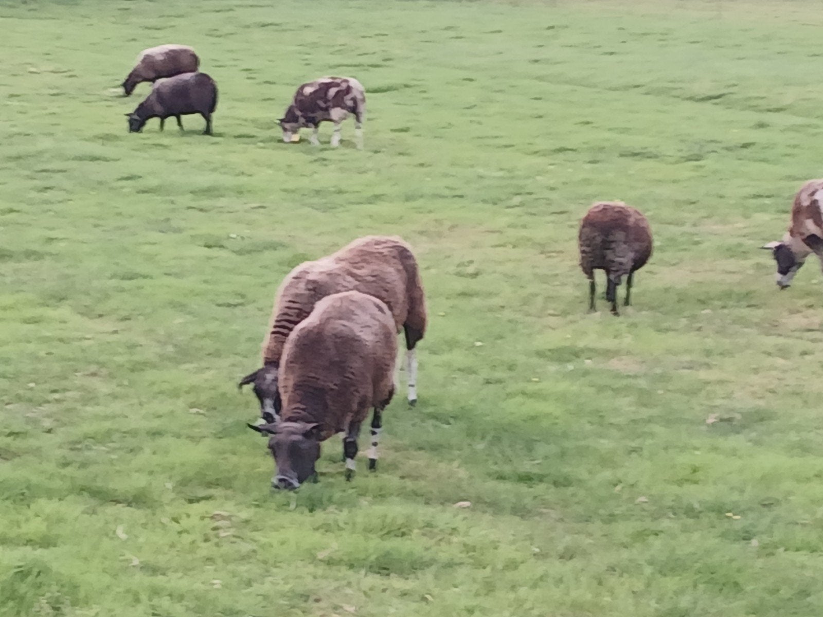 10 schapen tekoop, Dieren en Toebehoren, Vrouwelijk, Schaap