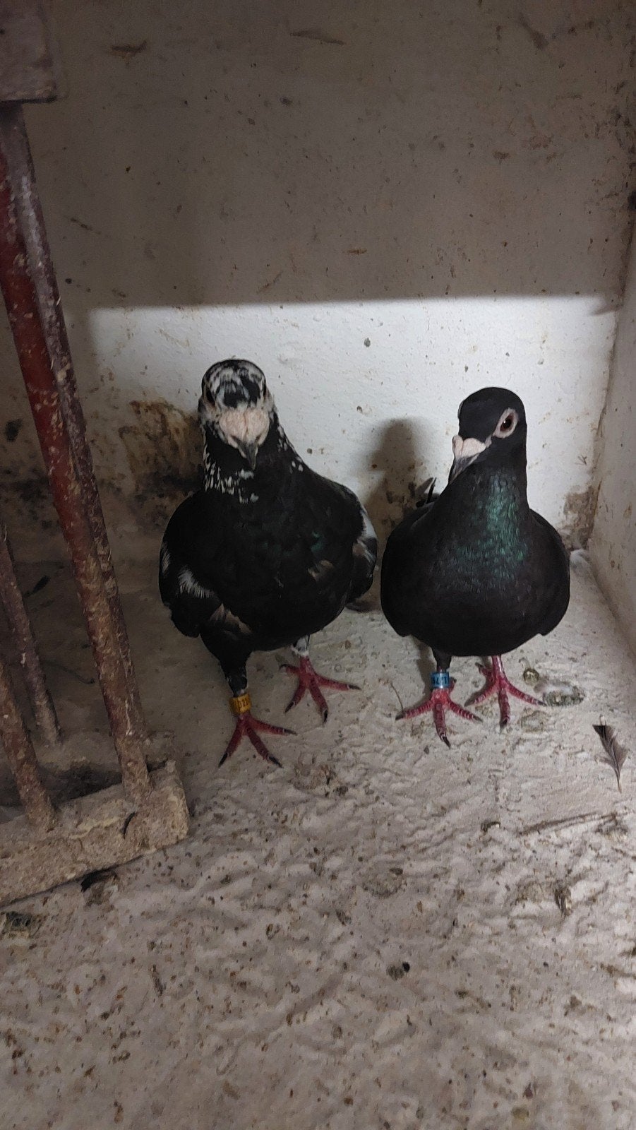 post  duiven, Dieren en Toebehoren, Vogels | Duiven, Meerdere dieren, Postduif