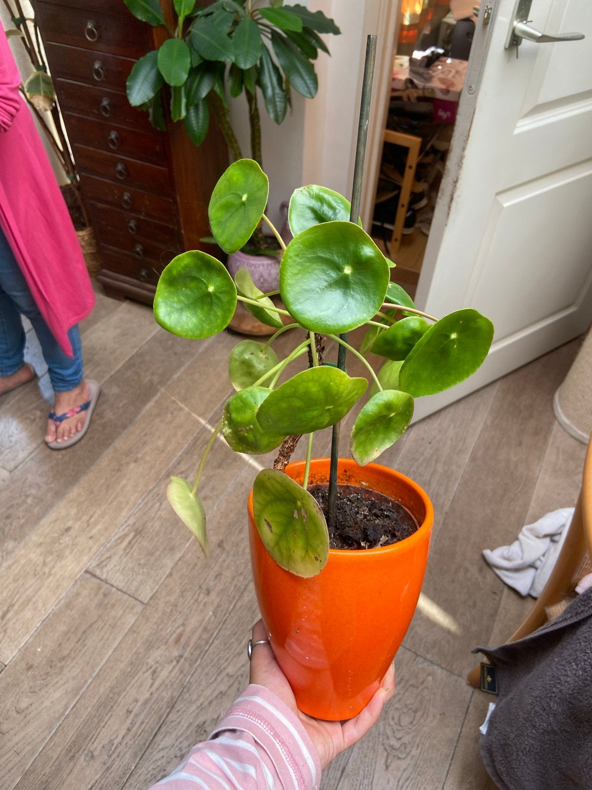 Grote Pannekoekplant (Pilea Peperomioides), Huis en Inrichting, Kamerplanten, Ophalen of Verzenden, Halfschaduw, Minder dan 100 cm