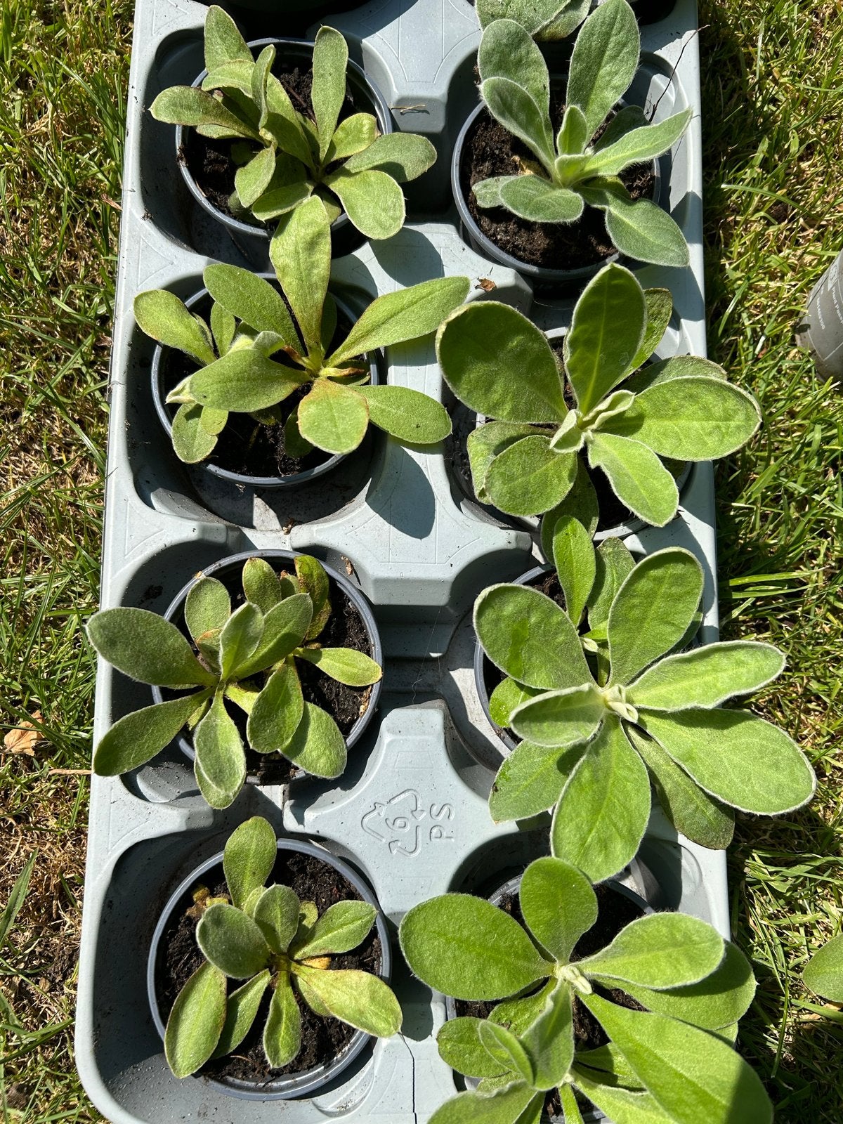 Jonge plantjes in potjes - Prikneus, Tuin en Terras, Vaste plant, Halfschaduw, Zomer, Ophalen