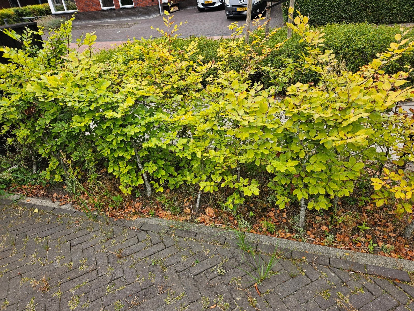75x beukenhaag groen, Tuin en Terras, Planten | Struiken en Hagen, Ophalen, Beukenhaag, 100 tot 250 cm