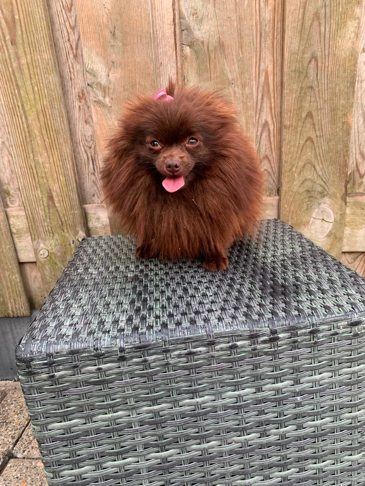 Pomeriaan teefje choco merle, Dieren en Toebehoren, Honden | Chihuahua's en Gezelschapshonden, 1 tot 2 jaar, Teef, Parvo, Eén hond