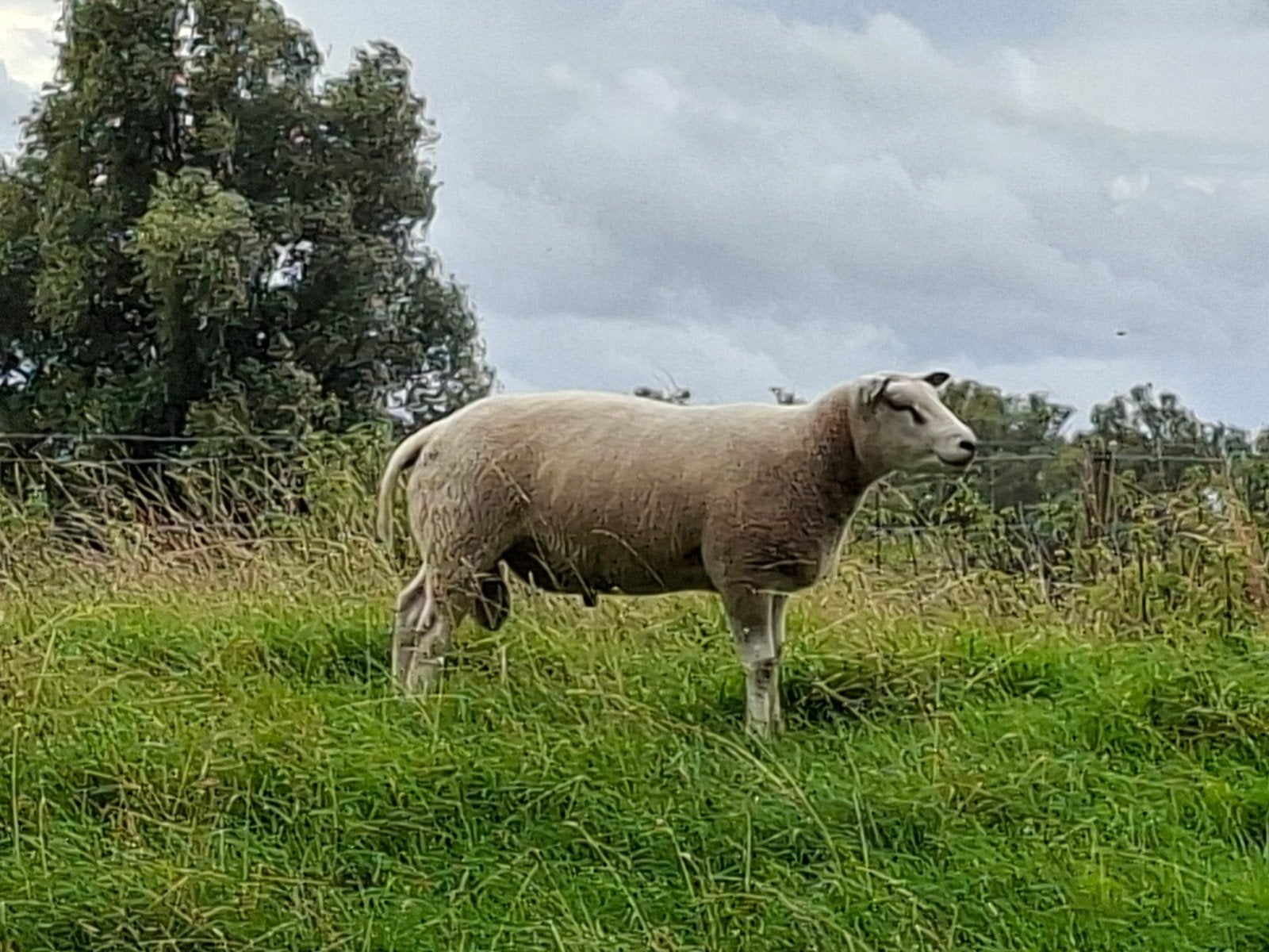 Texelaar Dekrammen, Dieren en Toebehoren, Schapen, Geiten en Varkens, Mannelijk, Schaap