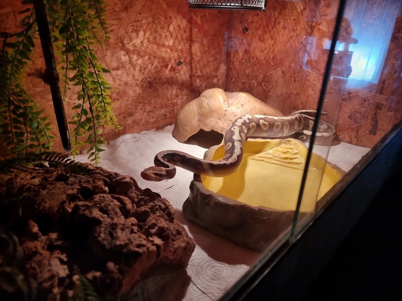 Python regius (Ballpython) evt. Met terrarium, Dieren en Toebehoren, Reptielen en Amfibieën, Slang, Met terrarium, 3 tot 6 jaar