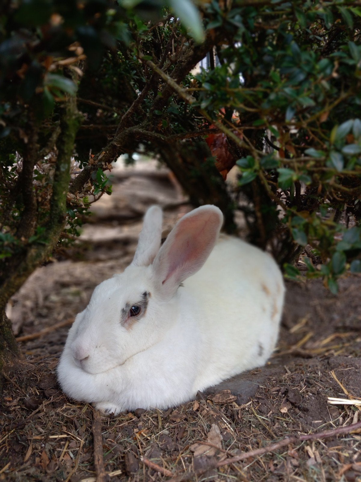 Konijn, Dieren en Toebehoren, Konijnen, Vrouwelijk, Groot, 0 tot 2 jaar
