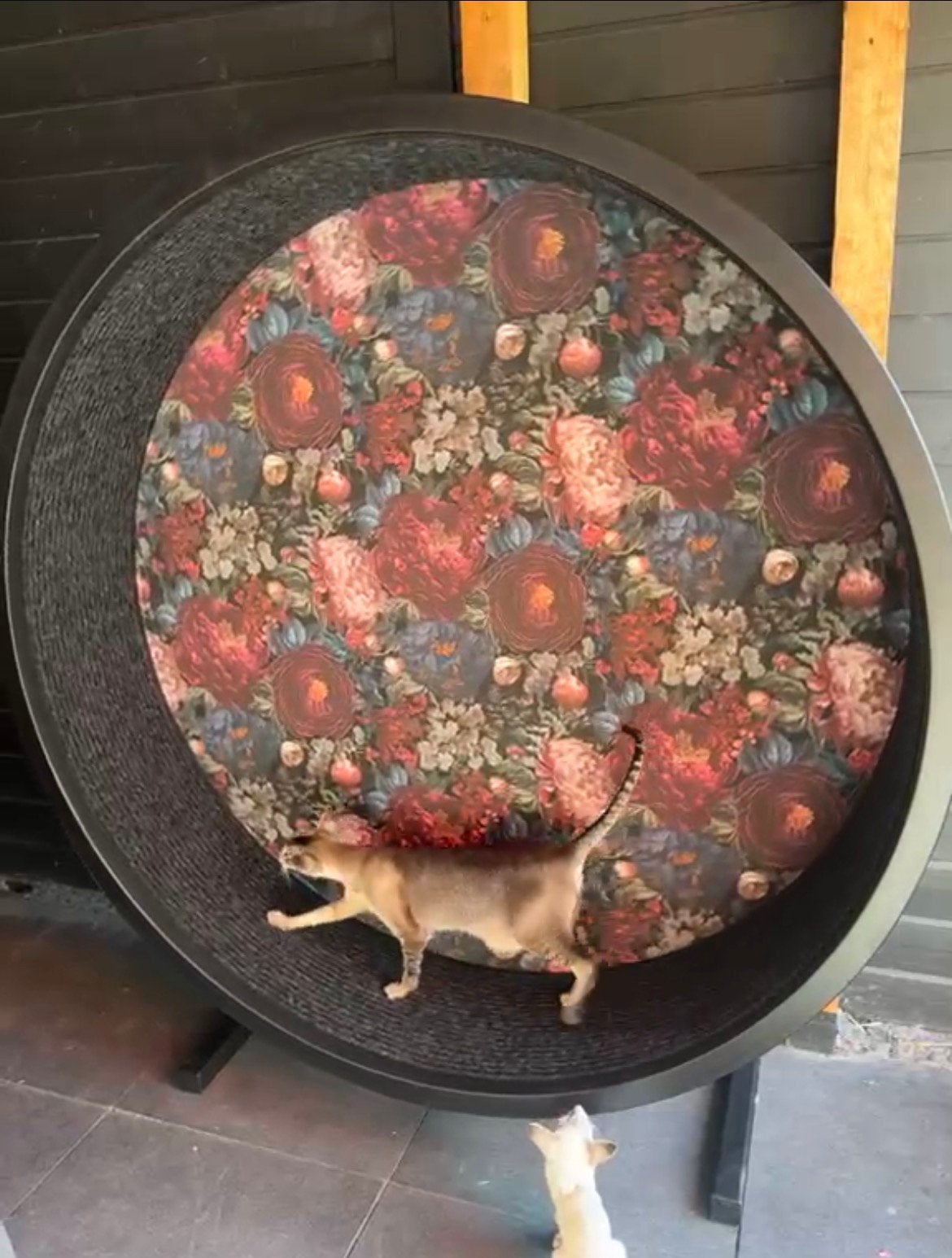 Grootste kattenwiel en stil, Dieren en Toebehoren, Ophalen of Verzenden, Nieuw