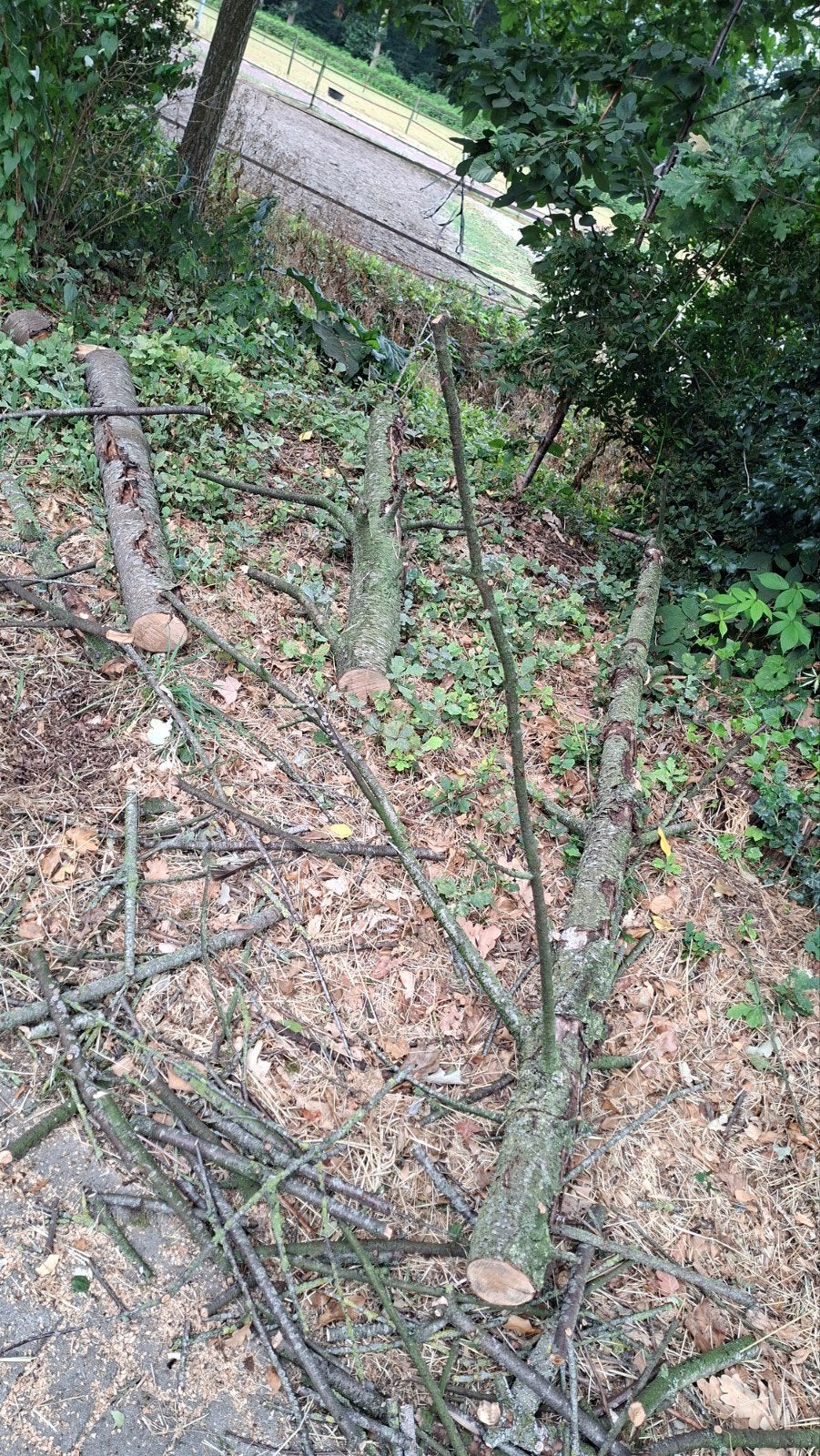 eiken haardhout en takken, Minder dan 3 m³, Ophalen of Verzenden, Eikenhout, Stammen
