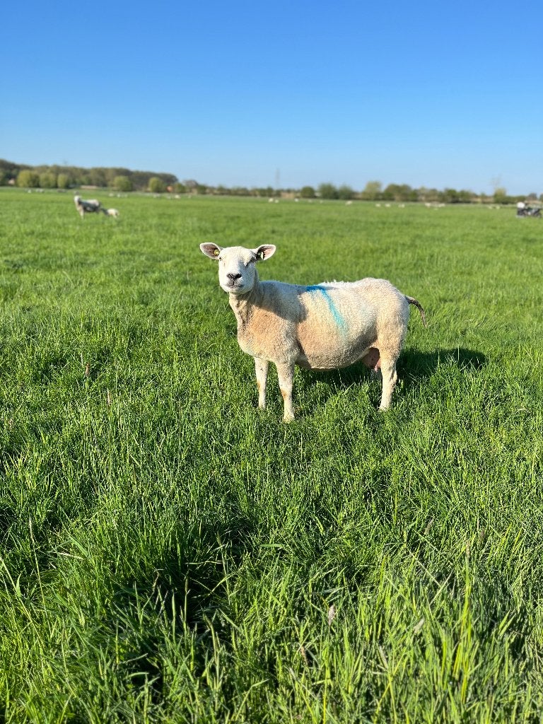 Gezocht: weiland of stukje grond voor 4 handtamme schapen, Dieren en Toebehoren, Vrouwelijk, Schaap