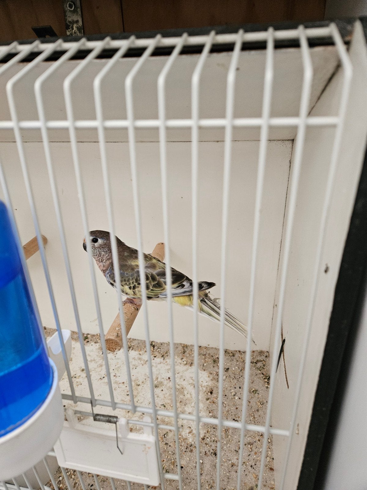 te koop mooi koppel gezoomde bourkes parkieten, Meerdere dieren, Parkiet