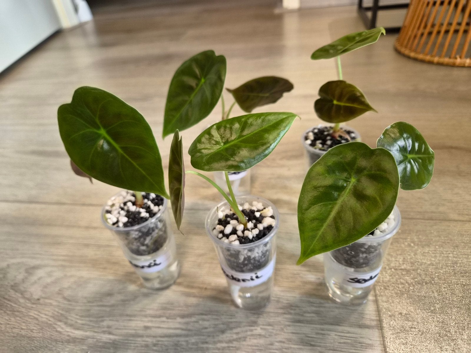 Alocasia Sedenii, Ophalen of Verzenden, Halfschaduw, Minder dan 100 cm