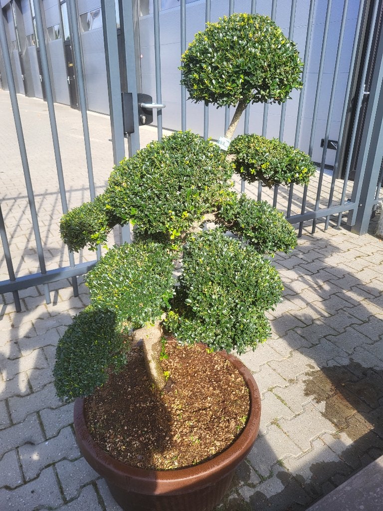 Ilex crenata "kin Me"bonsai, In pot, Halfschaduw, Lente, 100 tot 250 cm