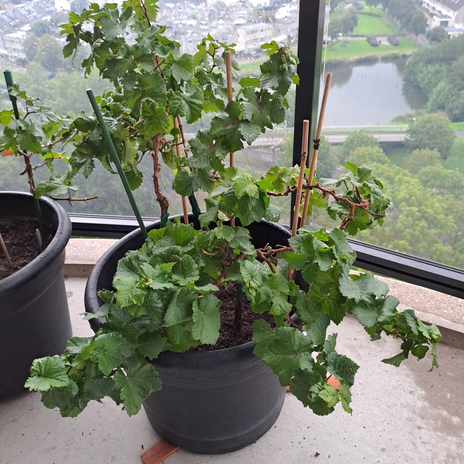 6 Druivenplanten in pot + pokon tegen schimmel - druivenmest, Tuin en Terras, Ophalen, Minder dan 100 cm, Overige soorten, Volle zon