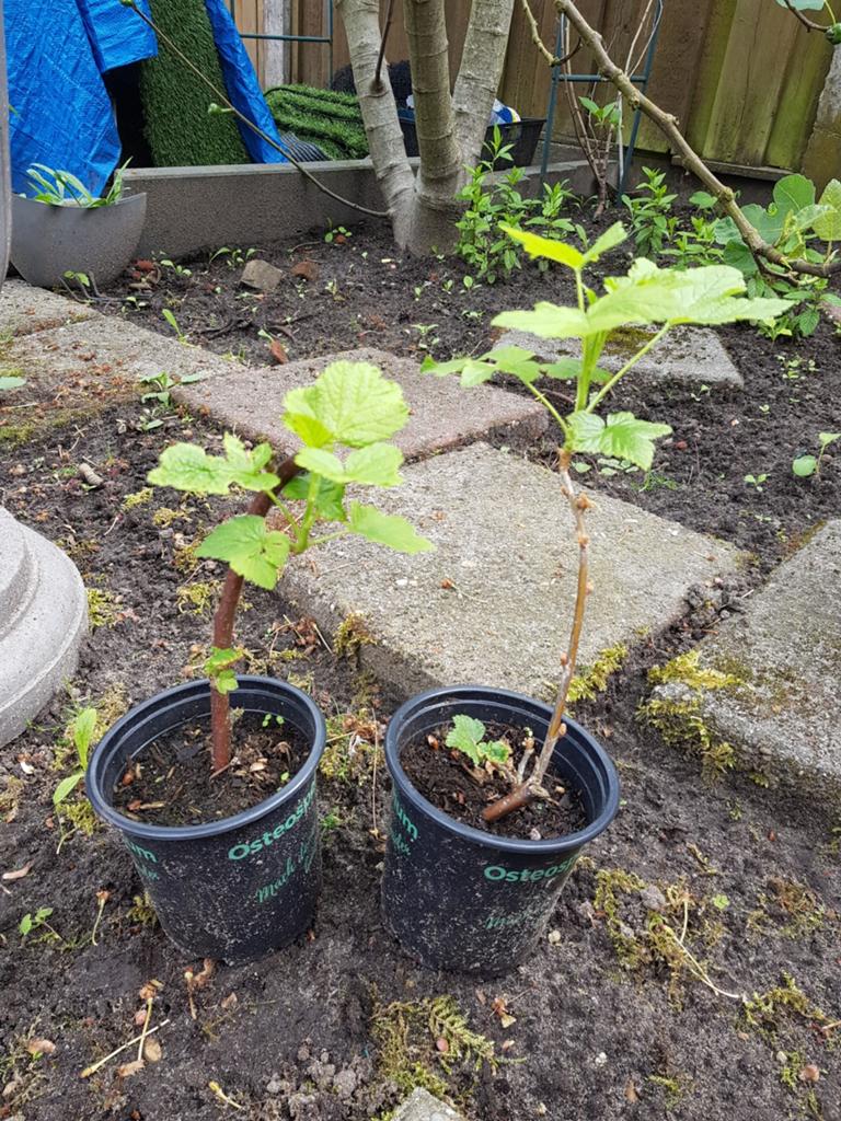 Zwarte bessen struik, Tuin en Terras, Ophalen of Verzenden, Volle zon