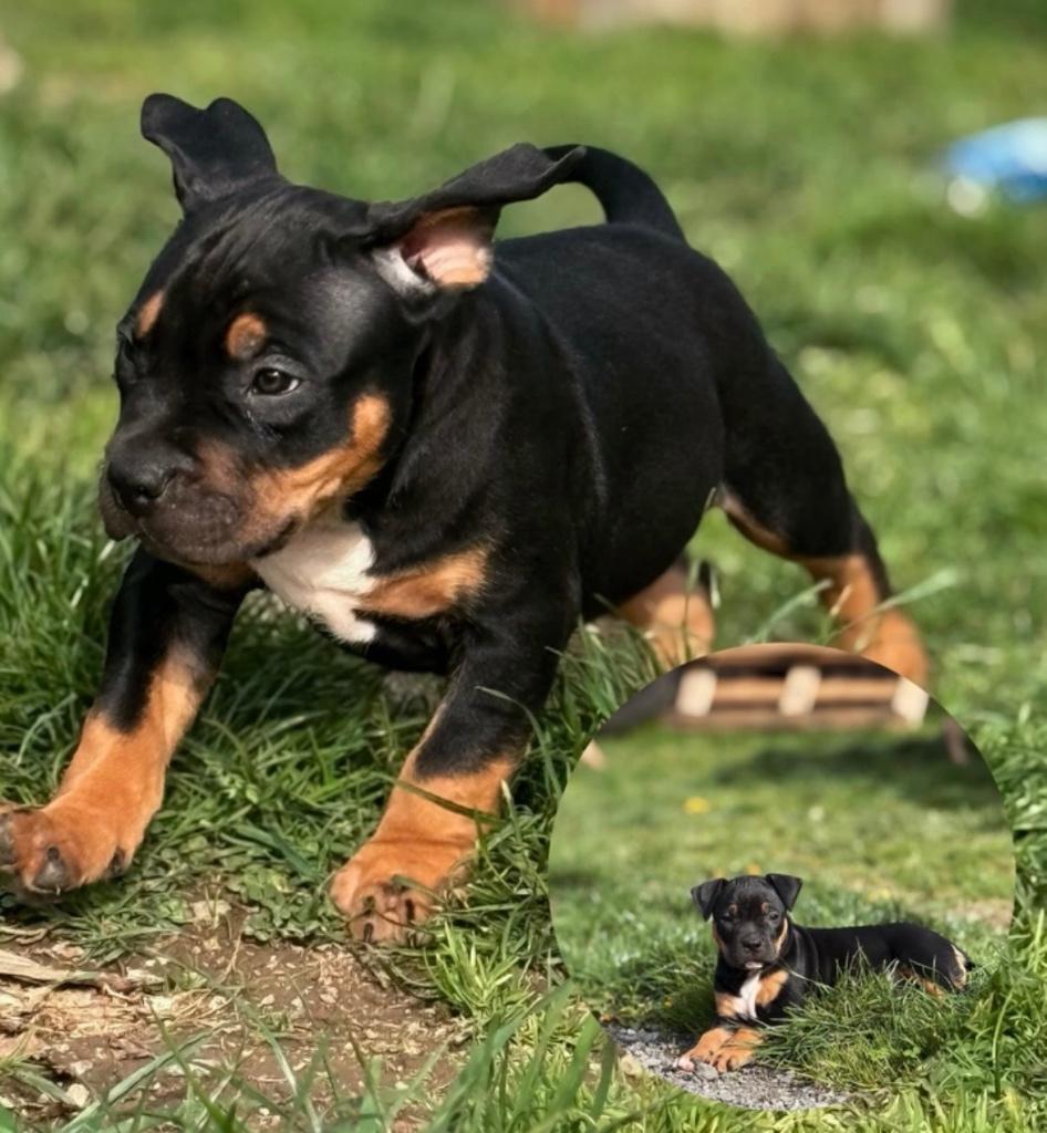 Ons laatste American Bully XL teefje zoekt jou!, Dieren en Toebehoren, Honden | Bulldogs, Pinschers en Molossers, België, Particulier