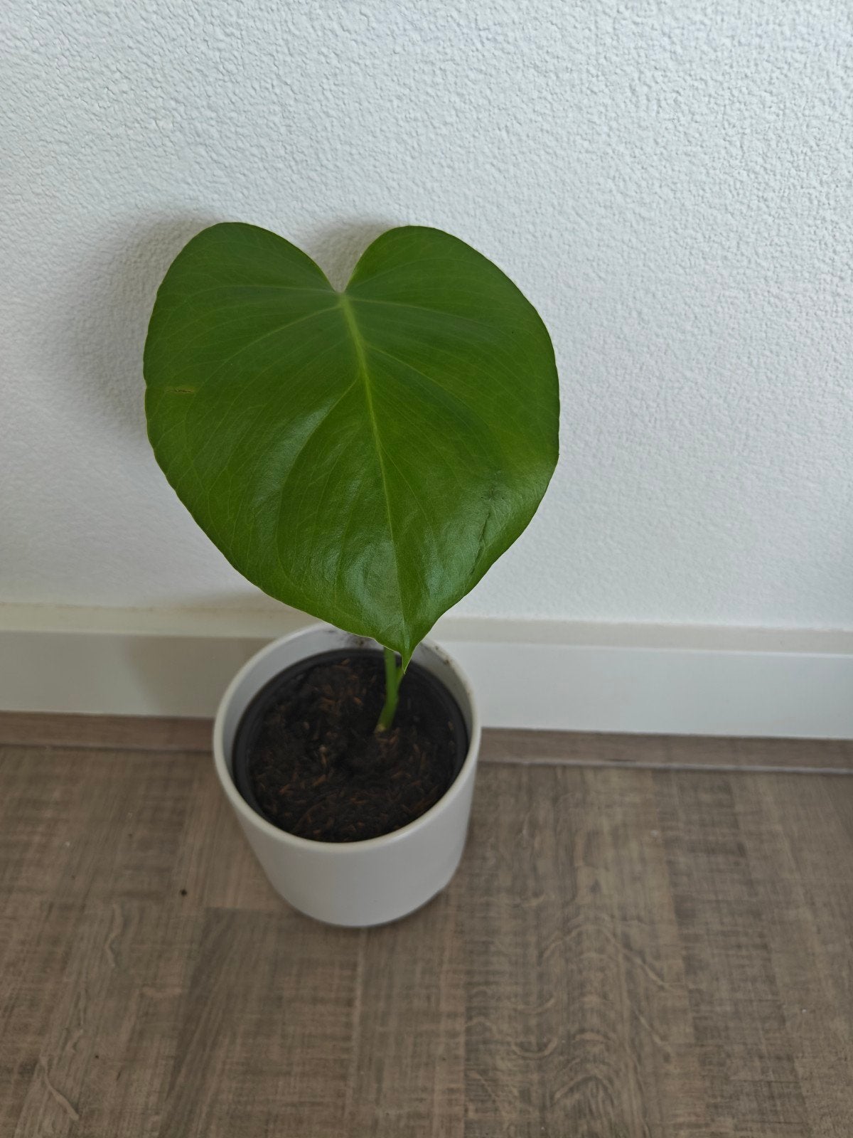 Goed gewortelde Monstera Deliciosa stekken, Ophalen of Verzenden, Halfschaduw, Minder dan 100 cm