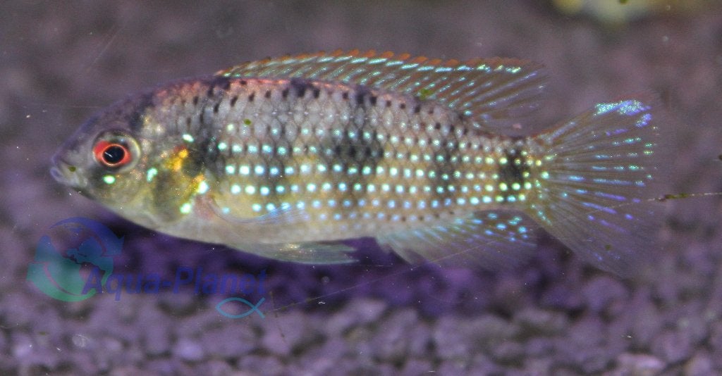 African Butterfly Cichlid, Vis, Zoetwatervis