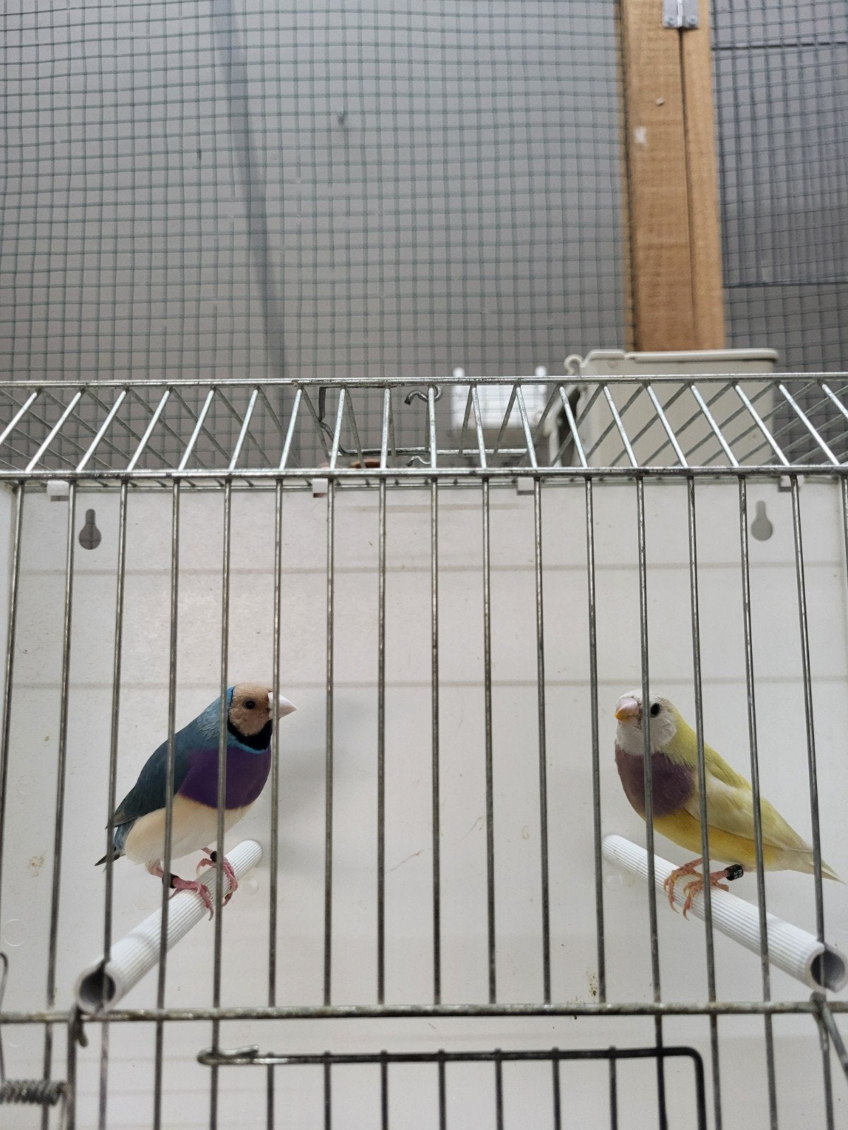 Koppel gouldamadines blauw x split blauw, Dieren en Toebehoren, Meerdere dieren, Geringd