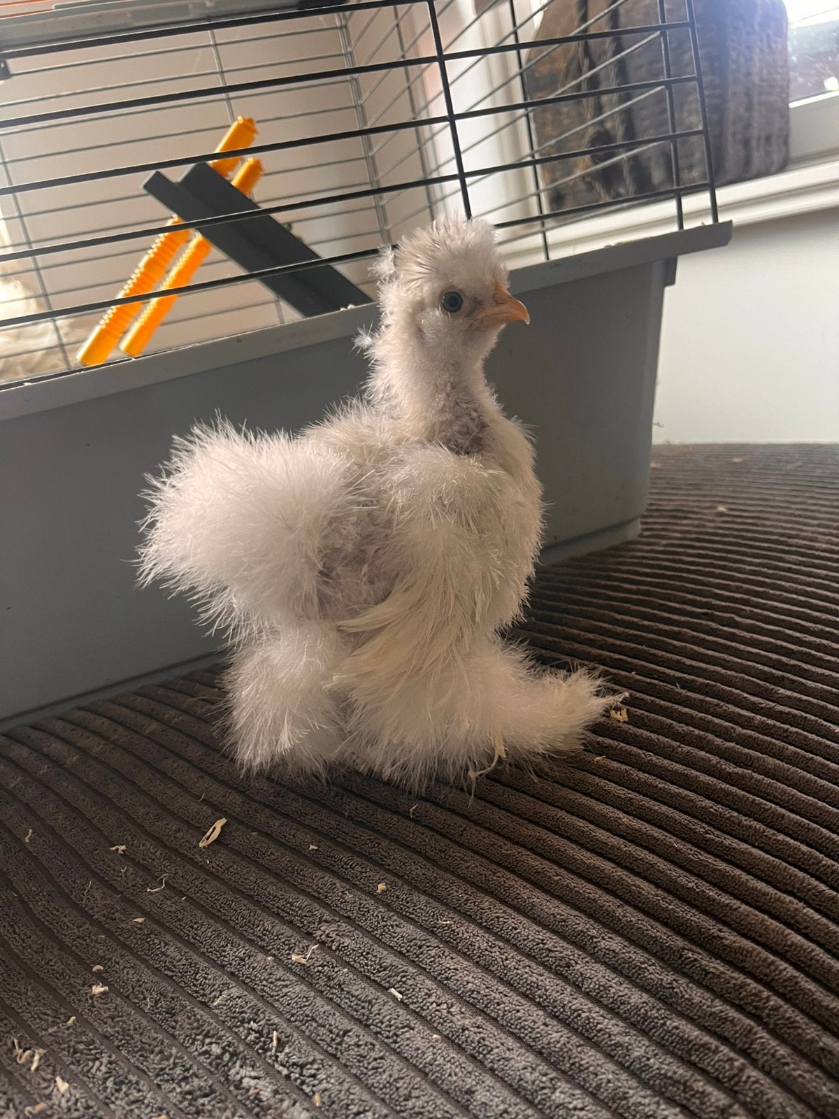 Lief zijdehoen kuiken, Dieren en Toebehoren, Geslacht onbekend, Kip