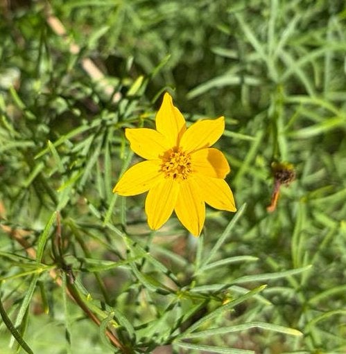 Meisjesogen (Coreopsis verticillata) - Gele bloemen, Volle zon, Vaste plant, Zomer, Ophalen